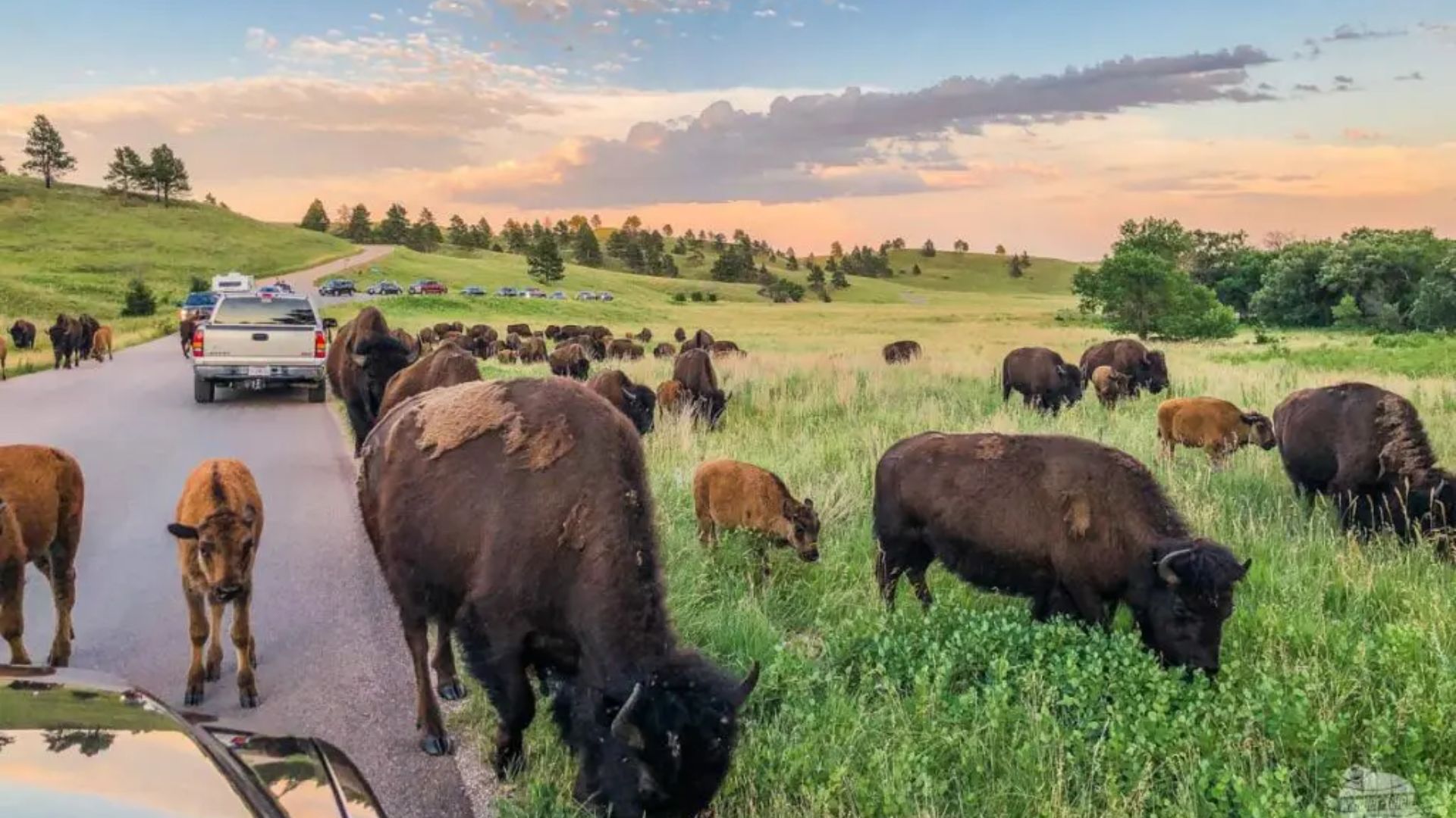 A herd of bison grazes in a lush, green field beside a road at sunset. Vehicles are stopped along the road, with a colorful sky above, creating a serene scene.