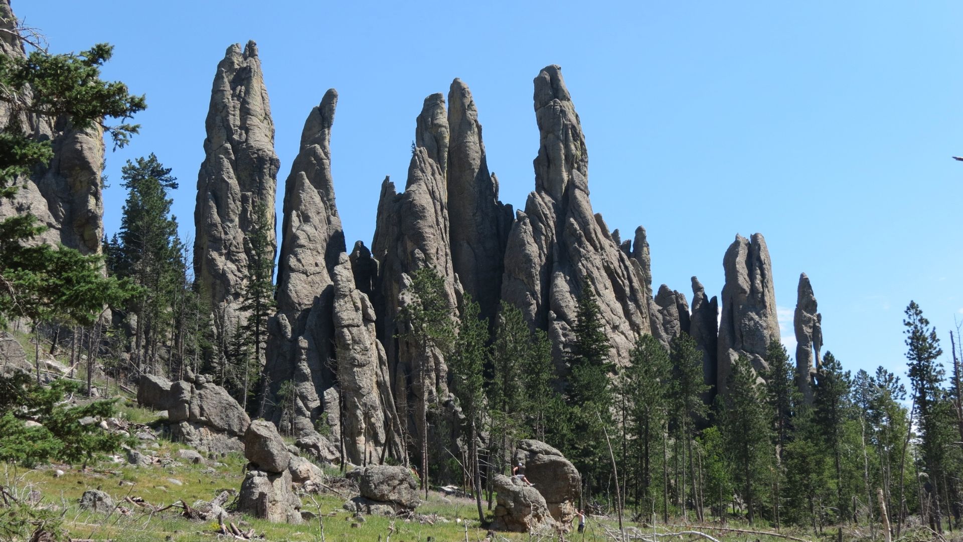 Jagged granite spires rise dramatically against a clear blue sky, surrounded by lush green pine trees, creating a rugged and serene landscape.