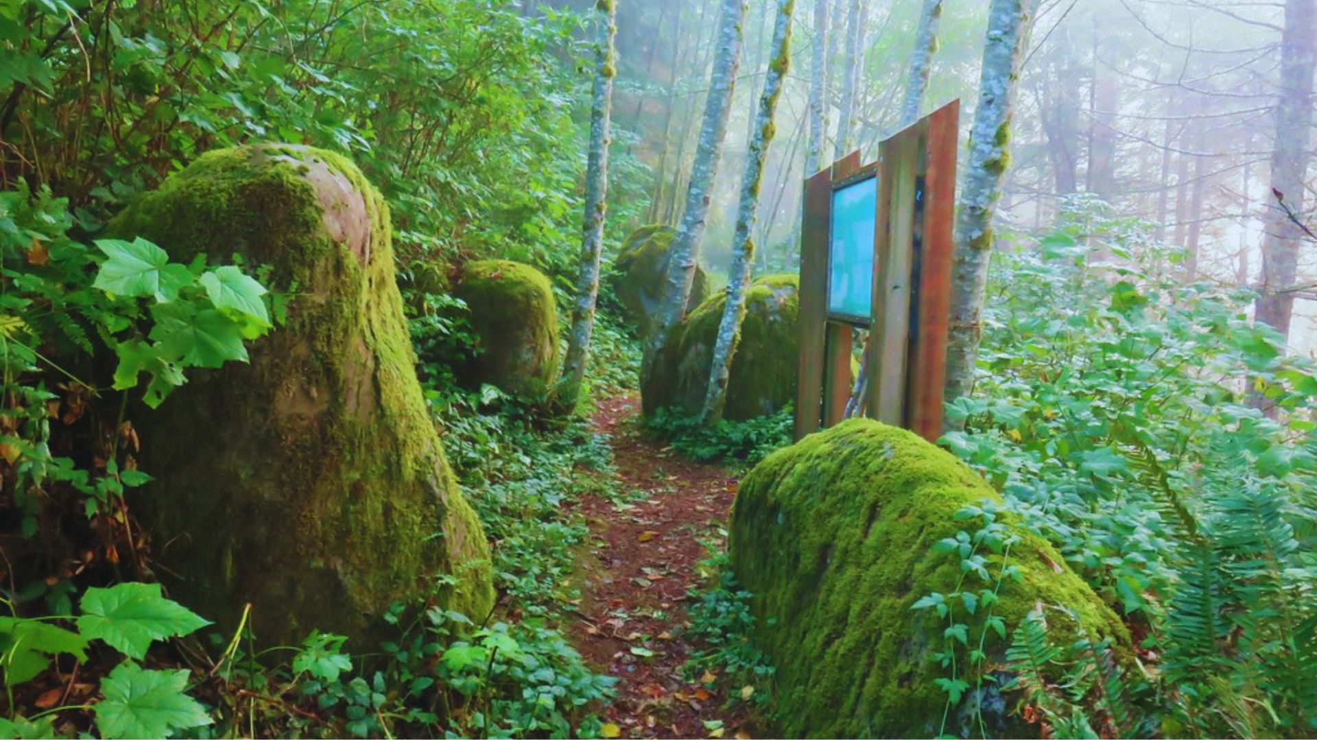 Drift Creek Wilderness