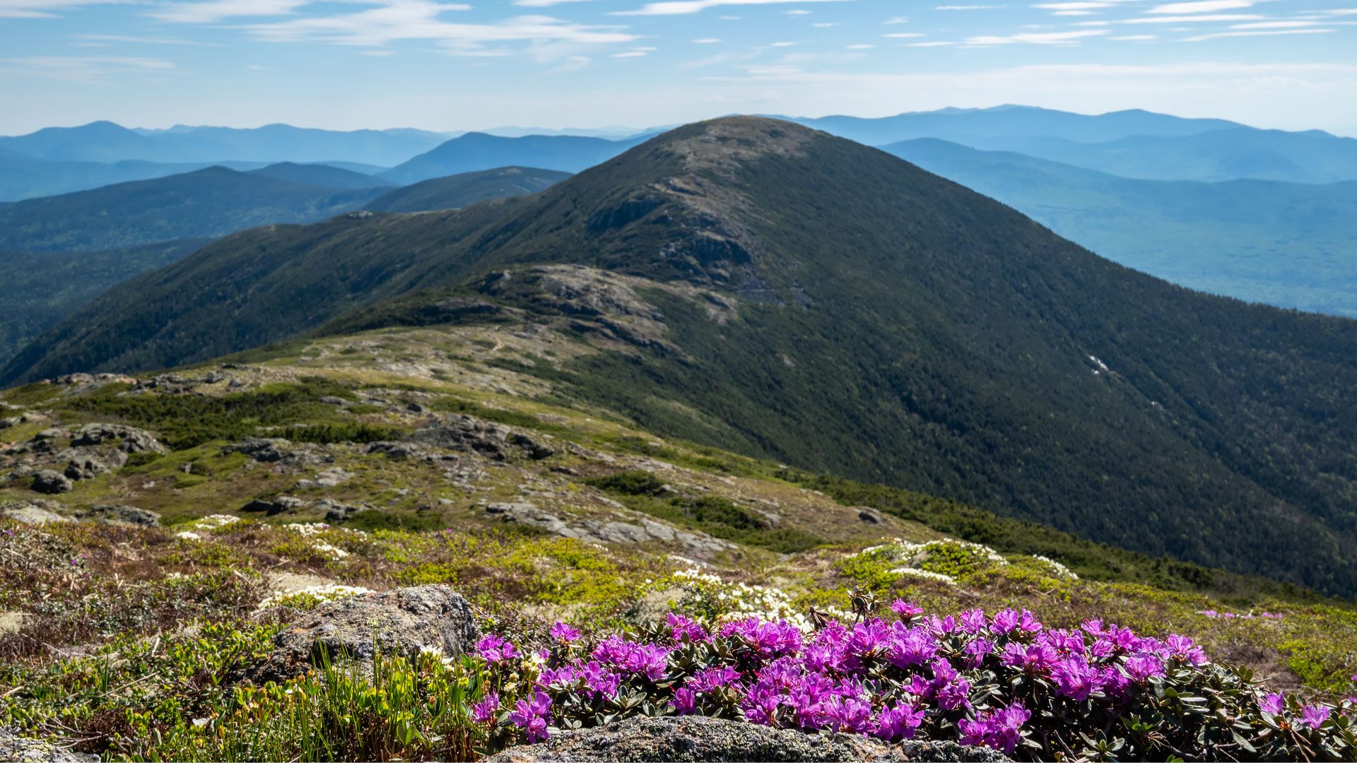 Mountain landscape with vibrant purple wildflowers in the foreground. Rolling hills and distant blue mountains under a bright, partly cloudy sky. Serene and picturesque.