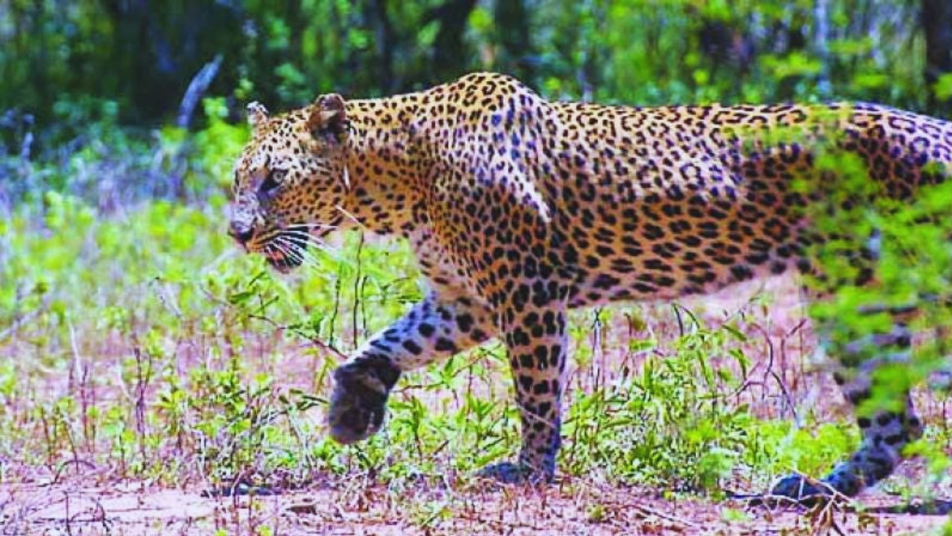 A leopard strides through tall grass in its natural habitat, showcasing its distinctive spotted coat.