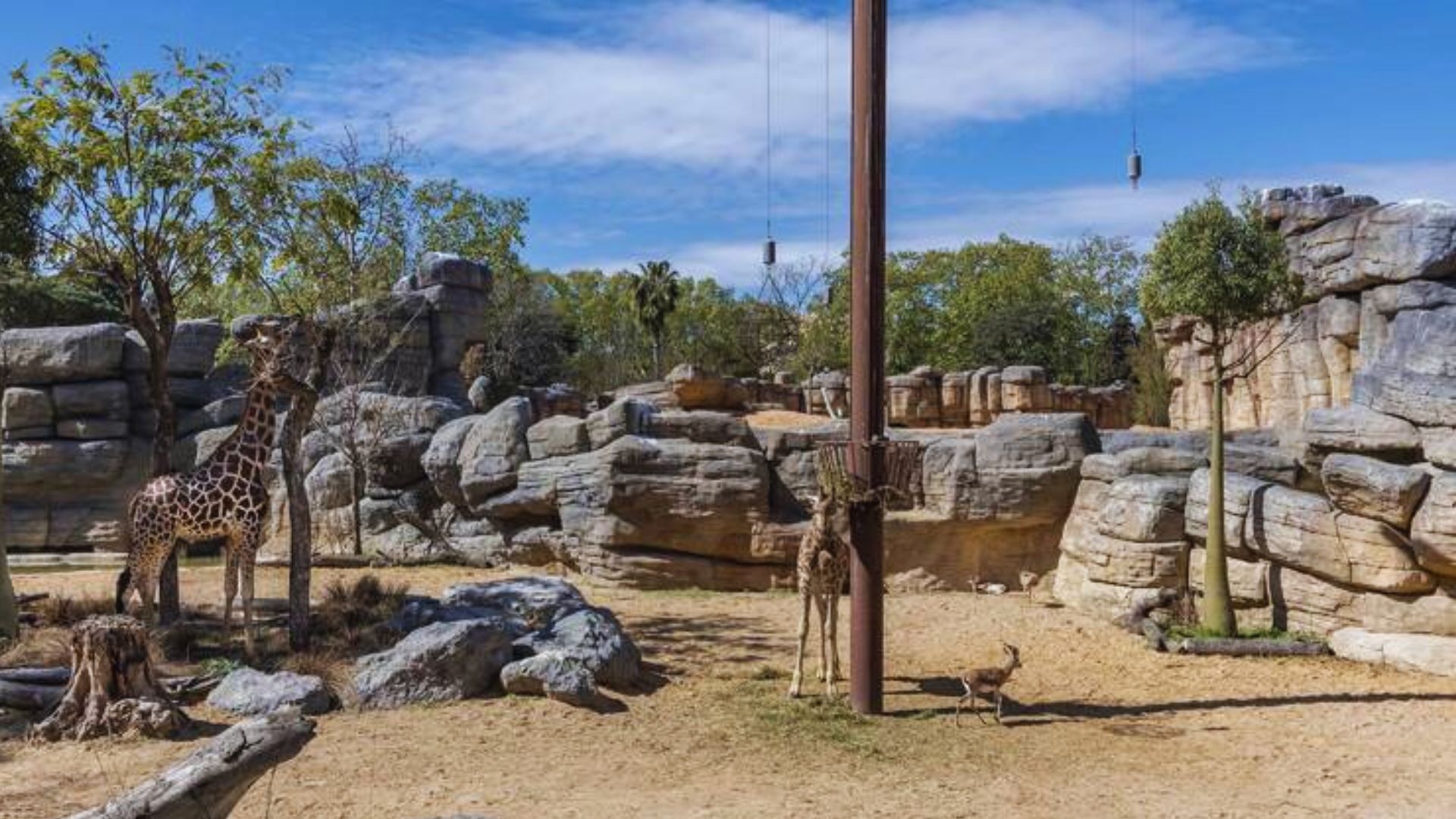 A giraffe stands in a rocky zoo enclosure with sparse trees. The sky is clear, creating a calm and natural setting under bright sunlight.
