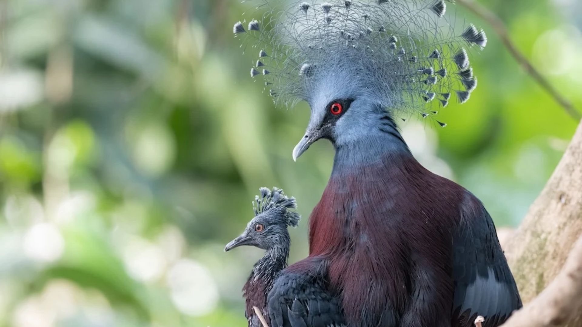 A majestic Victoria crowned pigeon with striking blue plumage and elaborate head feathers stands protectively beside a smaller pigeon in a lush forest setting.
