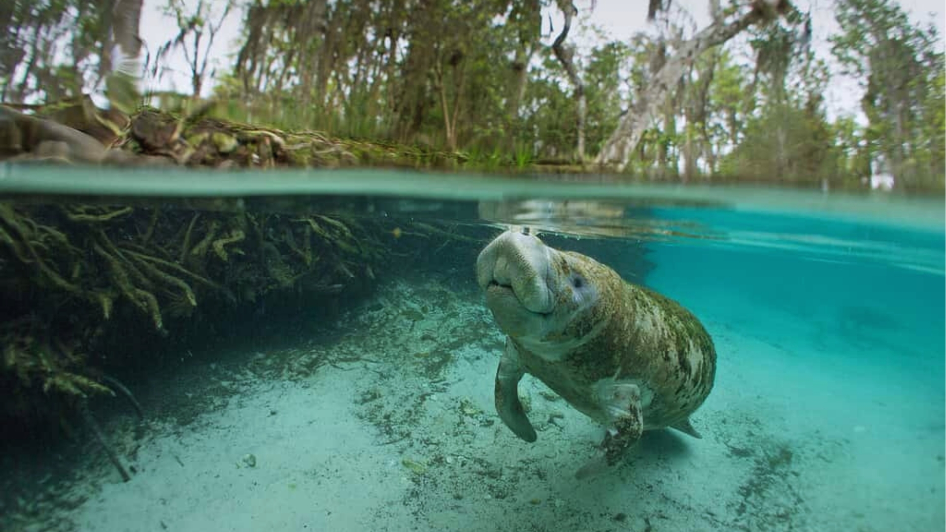 A manatee swims in clear, turquoise water near tangled tree roots. Above the water, a lush forest is visible, creating a serene and peaceful scene.