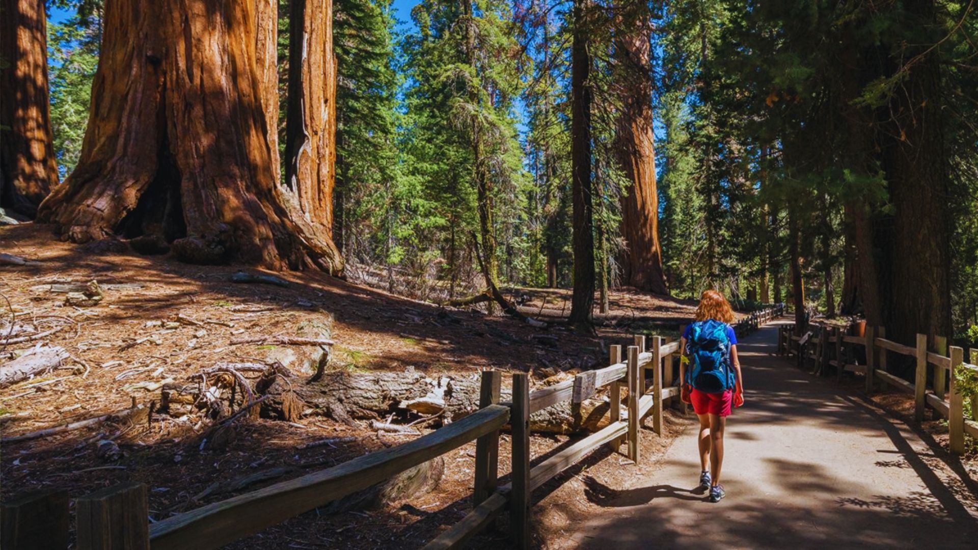 Grant Grove Village Trail