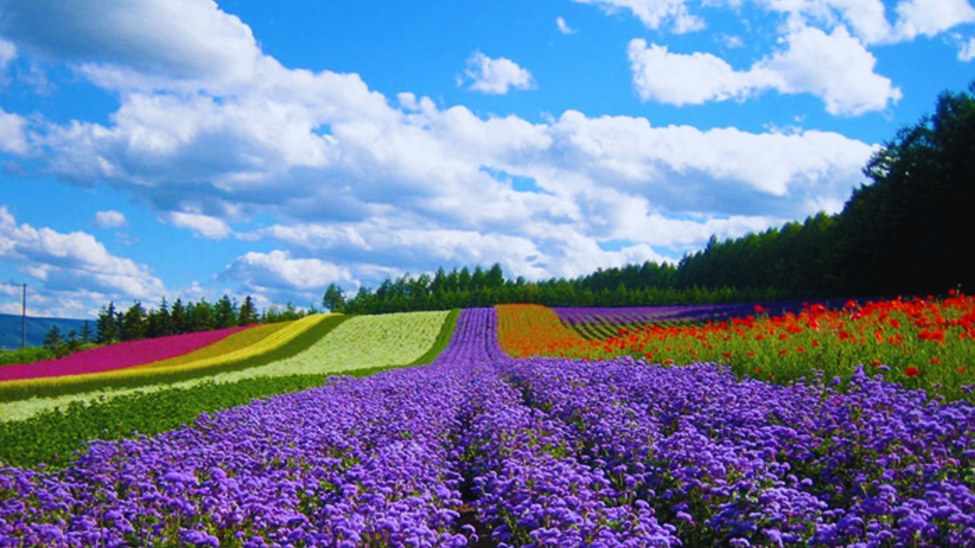 A vibrant field of flowers under a clear blue sky with fluffy white clouds scattered above.
