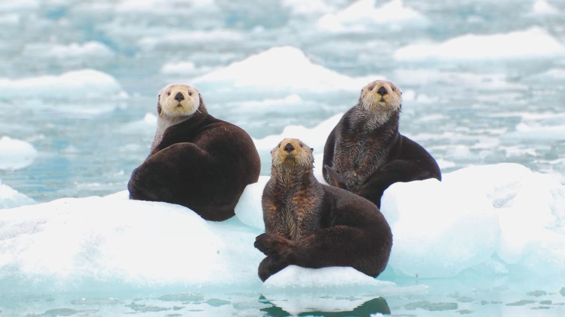 Three sea otters rest on an iceberg surrounded by icy water. They appear relaxed and curious, conveying a serene and tranquil scene in a cold environment.