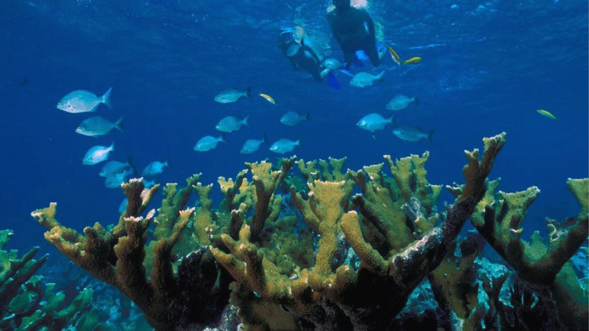A snorkeler swims above vibrant coral reefs in clear blue water, surrounded by a school of fish. The scene conveys tranquility and natural beauty.
