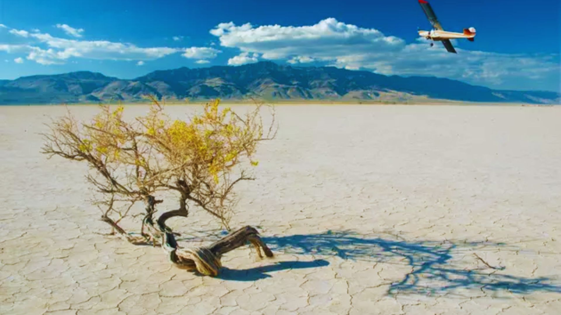 A plane soars above a solitary tree in a vast desert landscape under a clear blue sky.