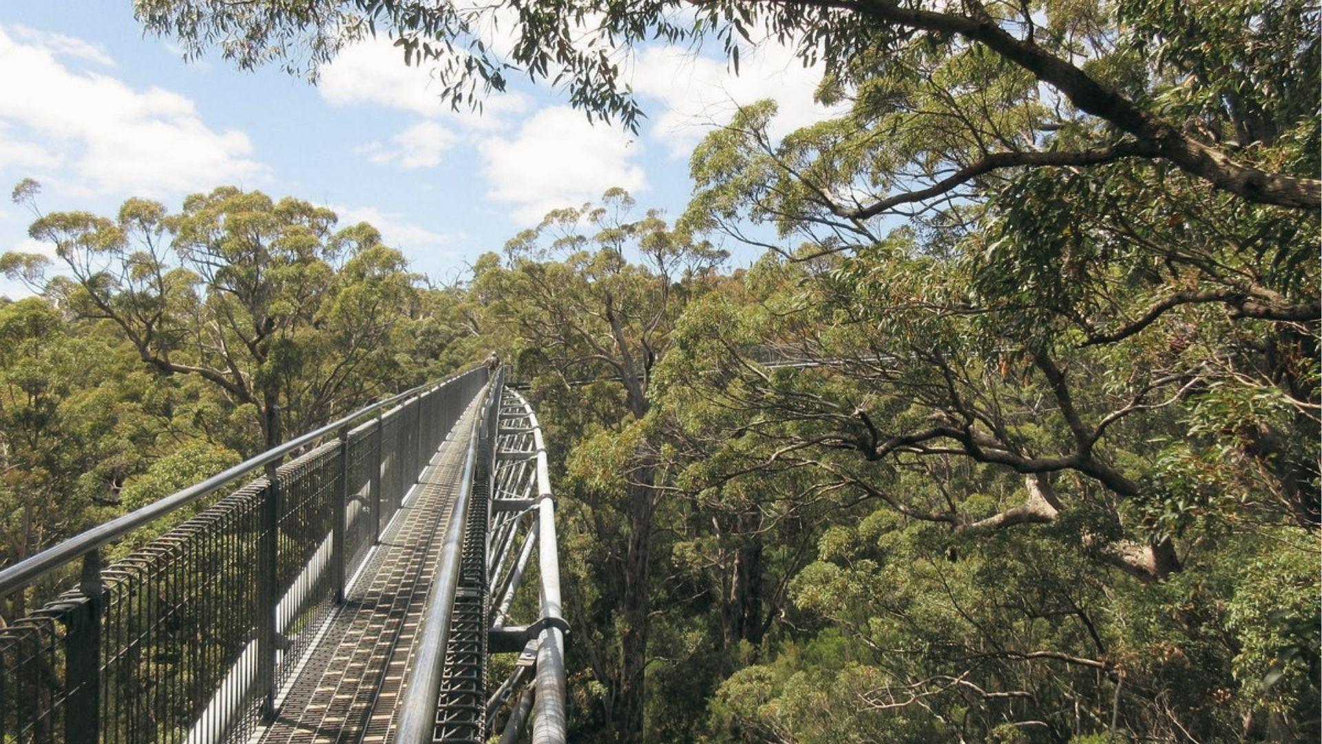Walk the Valley of the Giants treetop bridge, visit towering eucalyptus forest canopy views.