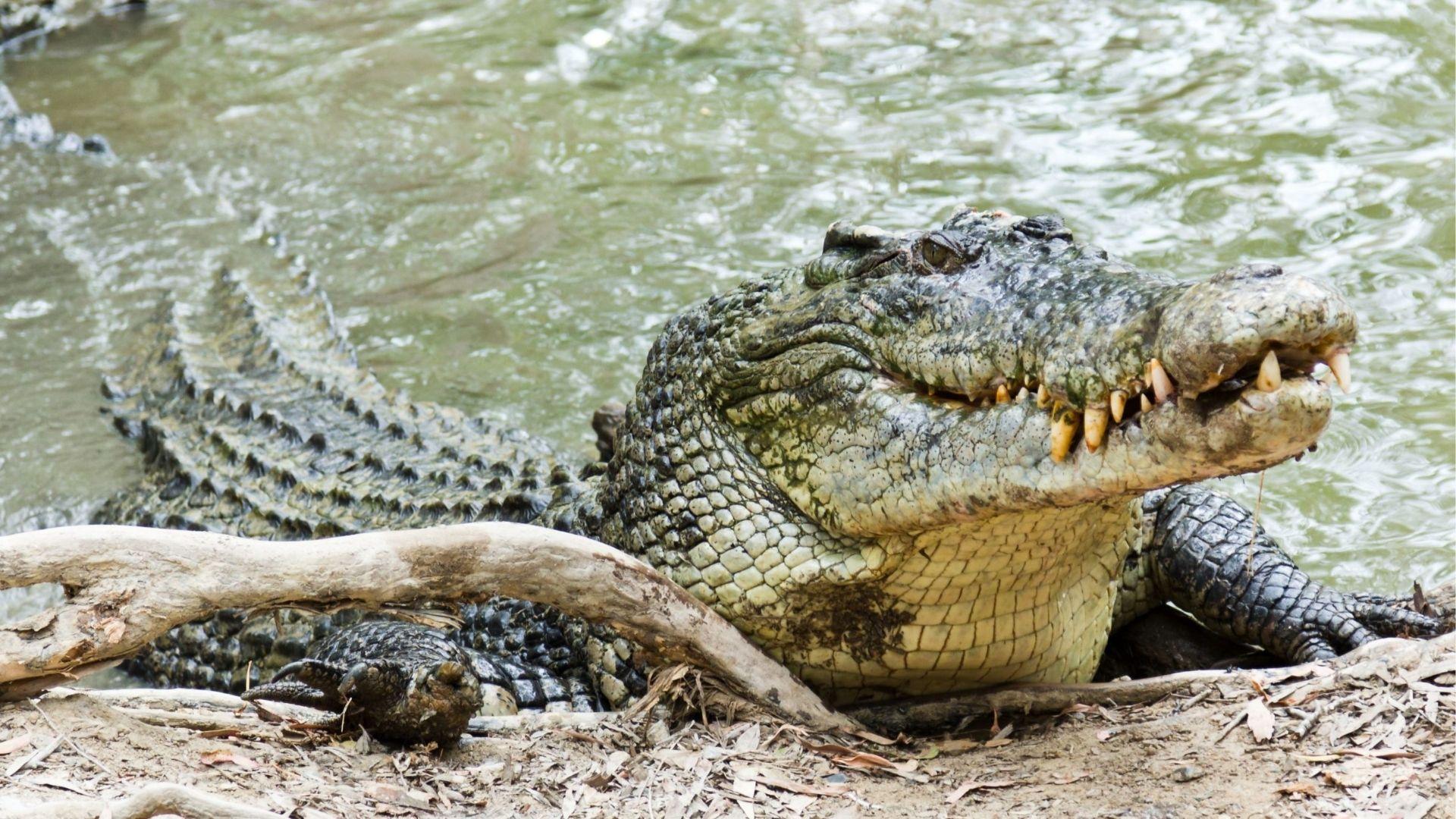 Spot a massive saltwater crocodile on a riverbank, join safe wildlife tours in northern Australia.