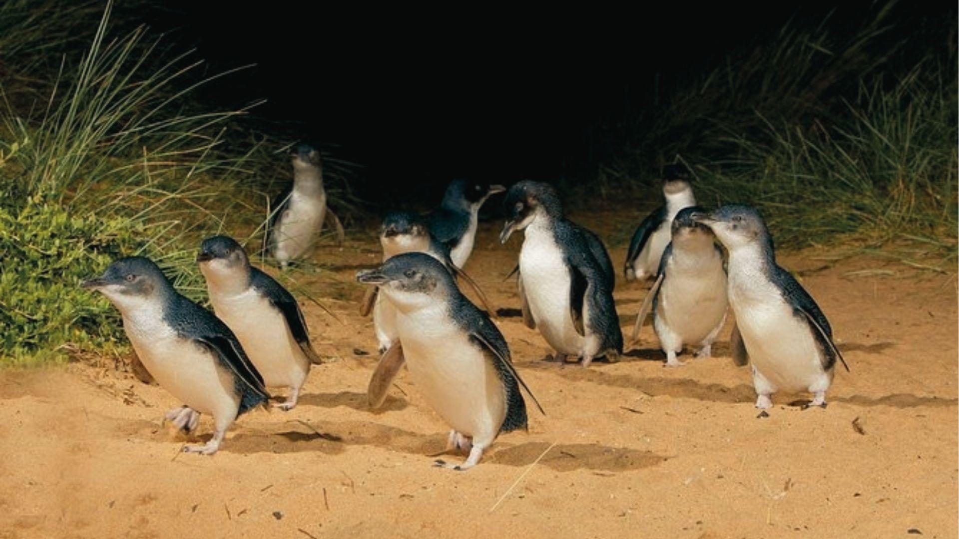Watch little penguins waddle ashore at night on Phillip Island, join sunset wildlife viewing tours.
