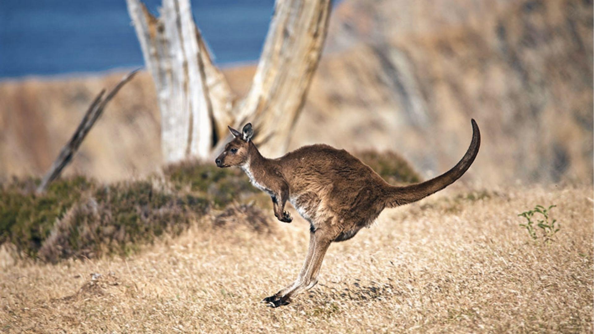 Watch a kangaroo hop through dry grasslands, visit wildlife parks and open-range nature reserves.