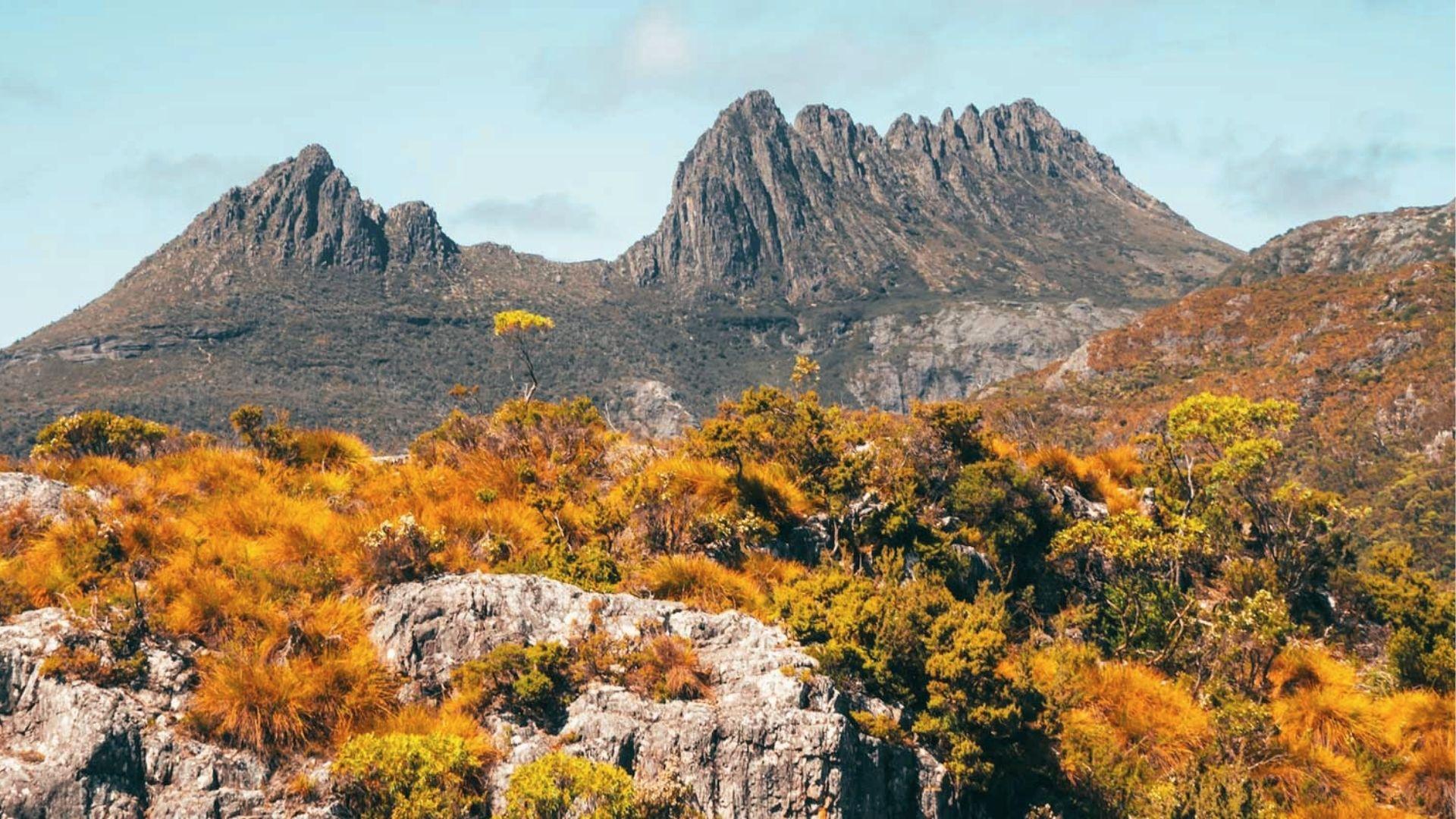Trek Cradle Mountain in Tasmania through alpine scrub, spot jagged peaks and orange button grass.