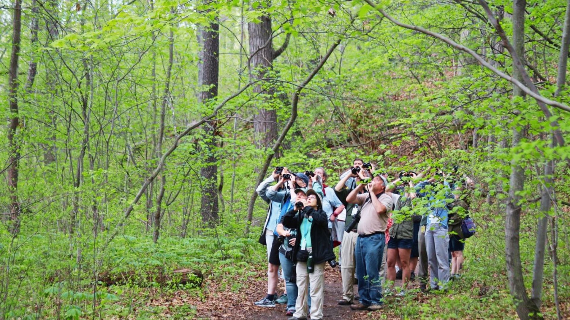 Group of birdwatchers with binoculars looking up at trees on the Maunawili Falls Trail in Hawaii