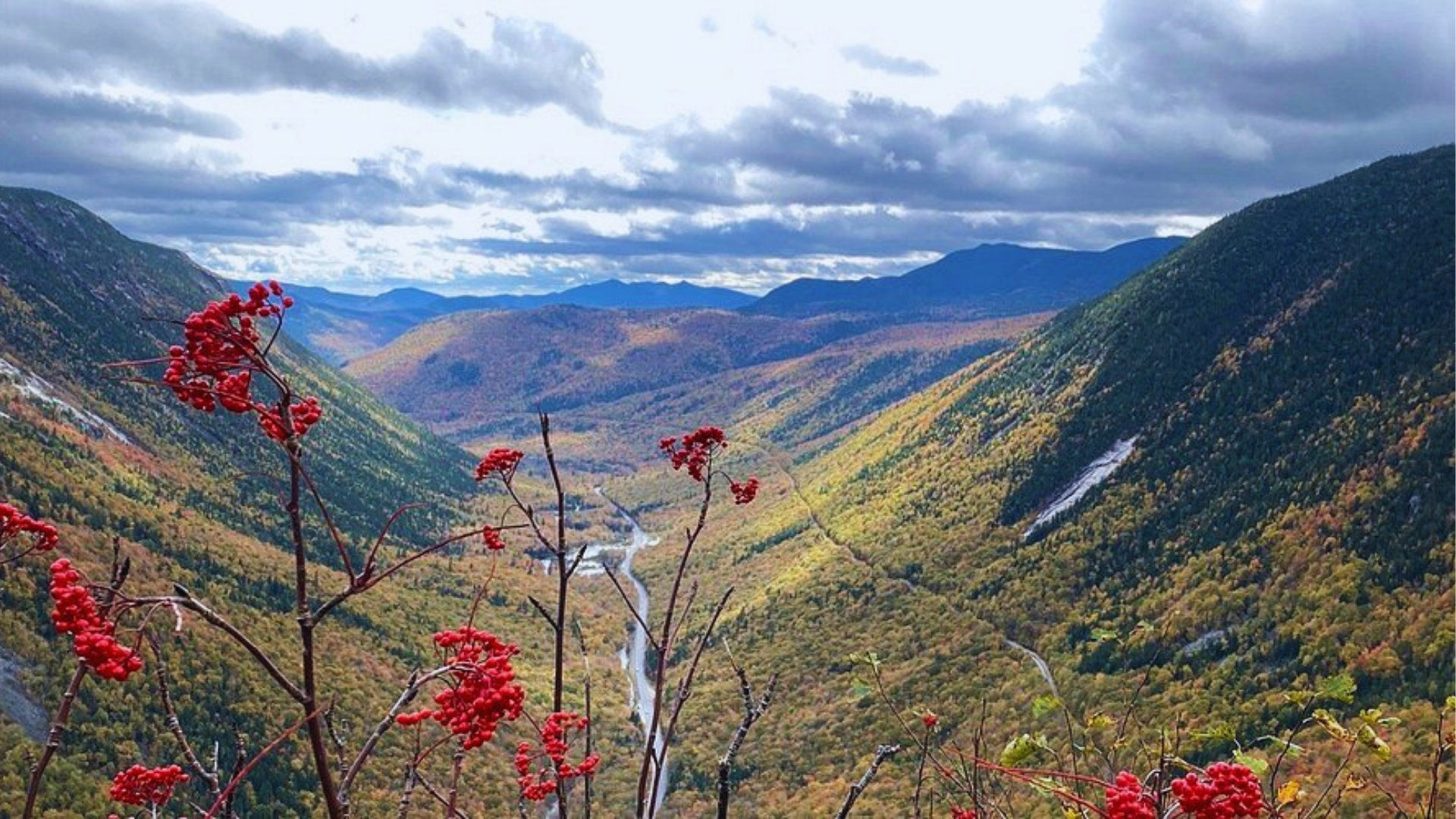 Fall foliage frames Crawford Notch valley with bright red berries in foreground and winding road cutting through mountains.