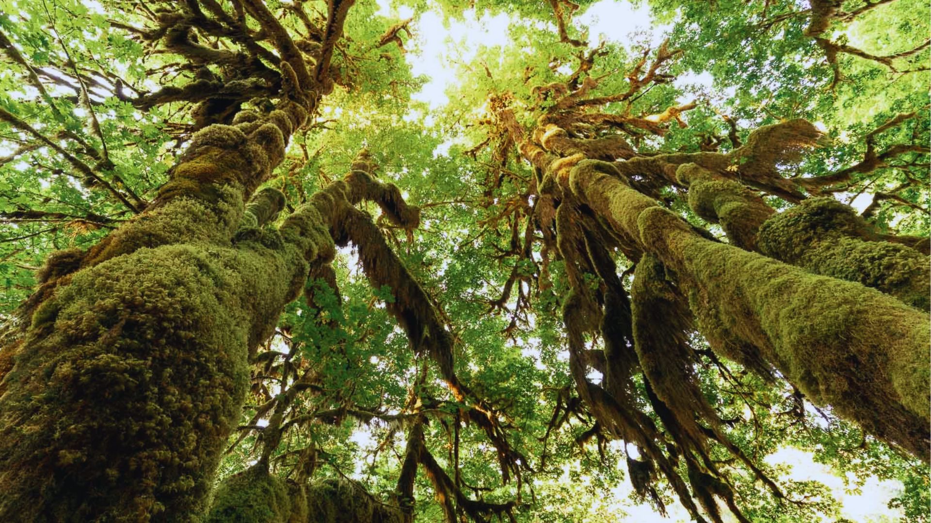 Walk Through the Hoh Rainforest