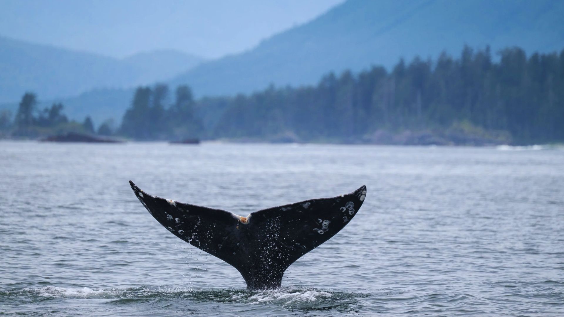 Go Whale Watching and Wildlife Tours