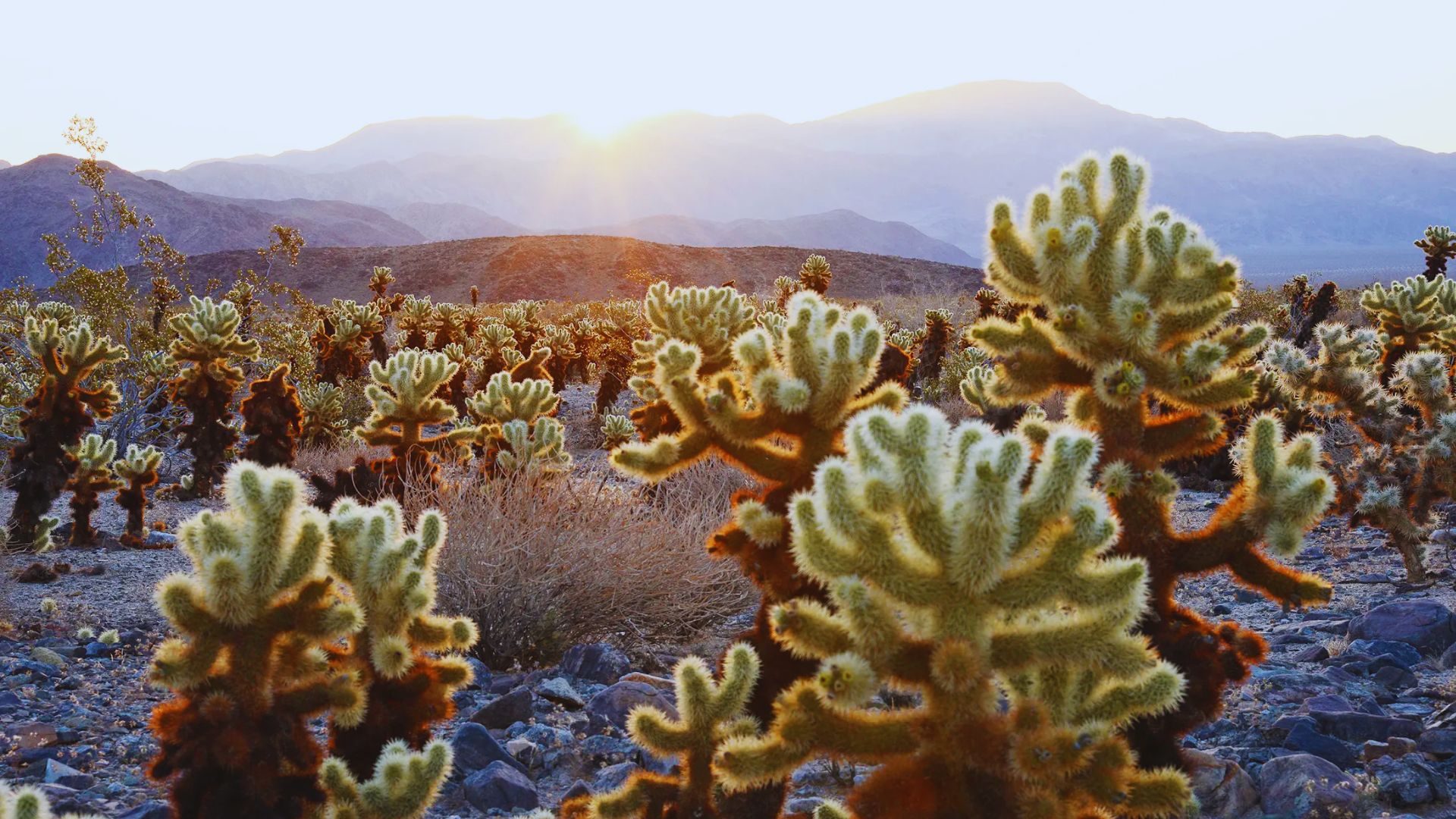 Walk the Cholla Cactus Garden Trail