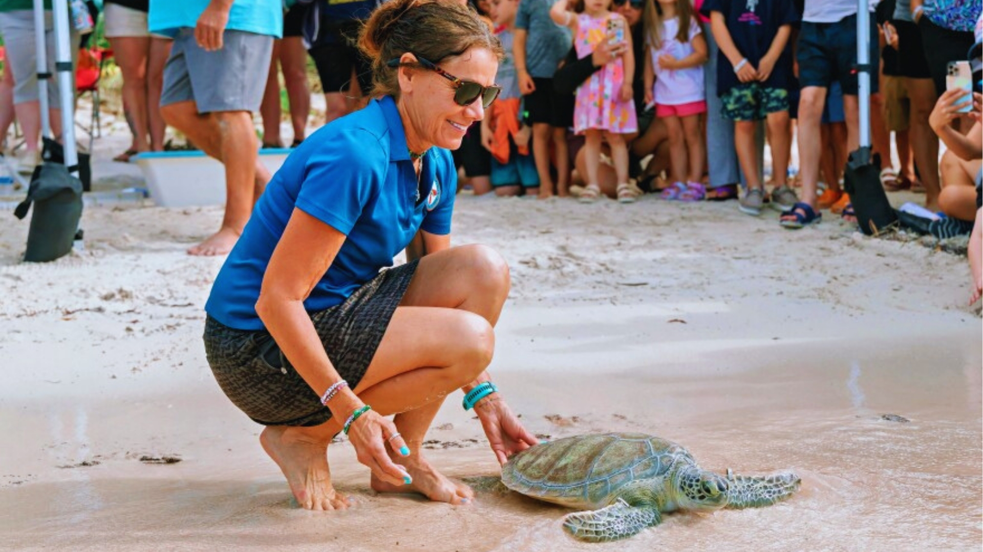 Biologist in blue shirt kneels to release rehabilitated sea turtle into shallow water as tourists watch on beach.