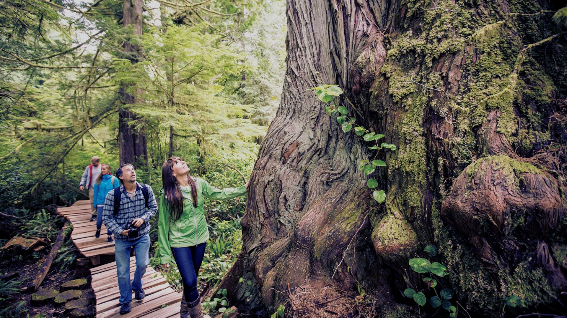 Walk the Rainforest Trails