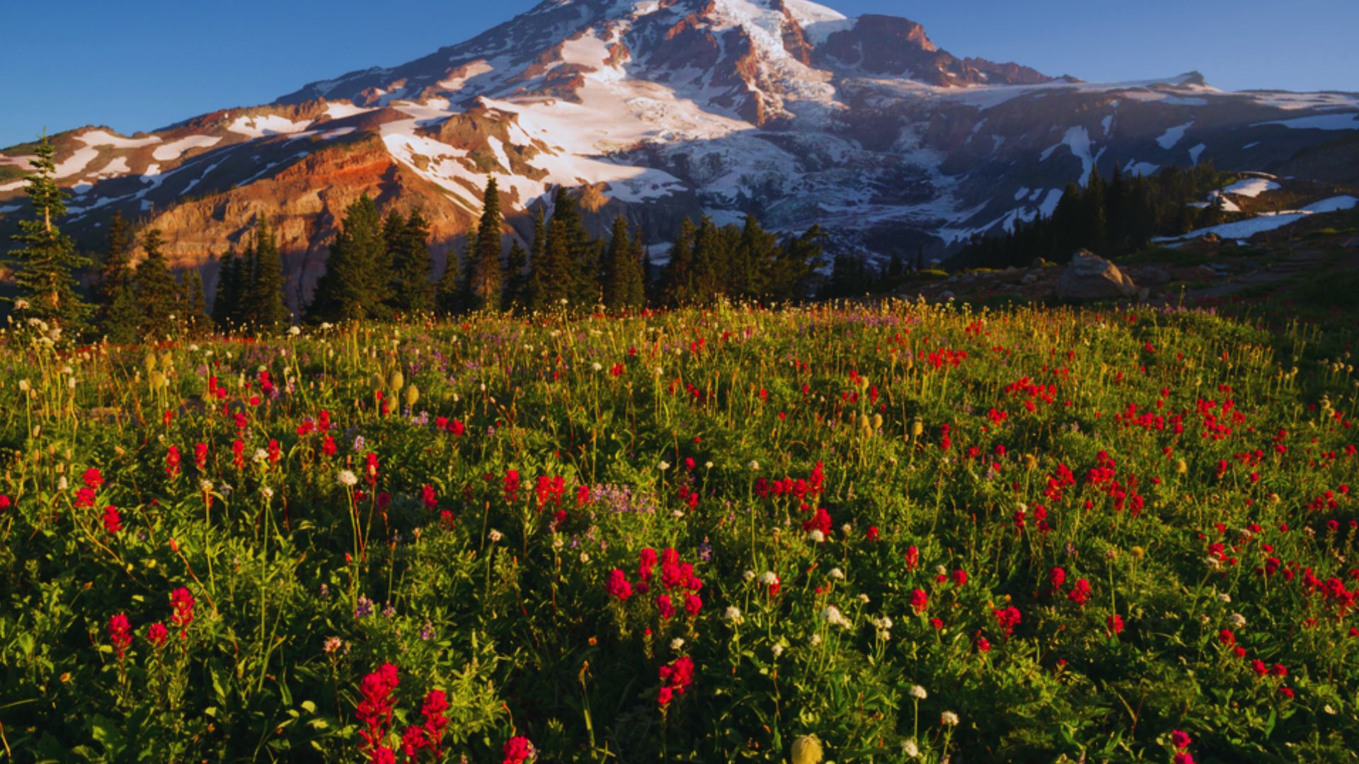 See Wildflowers at Mount Rainier National Park