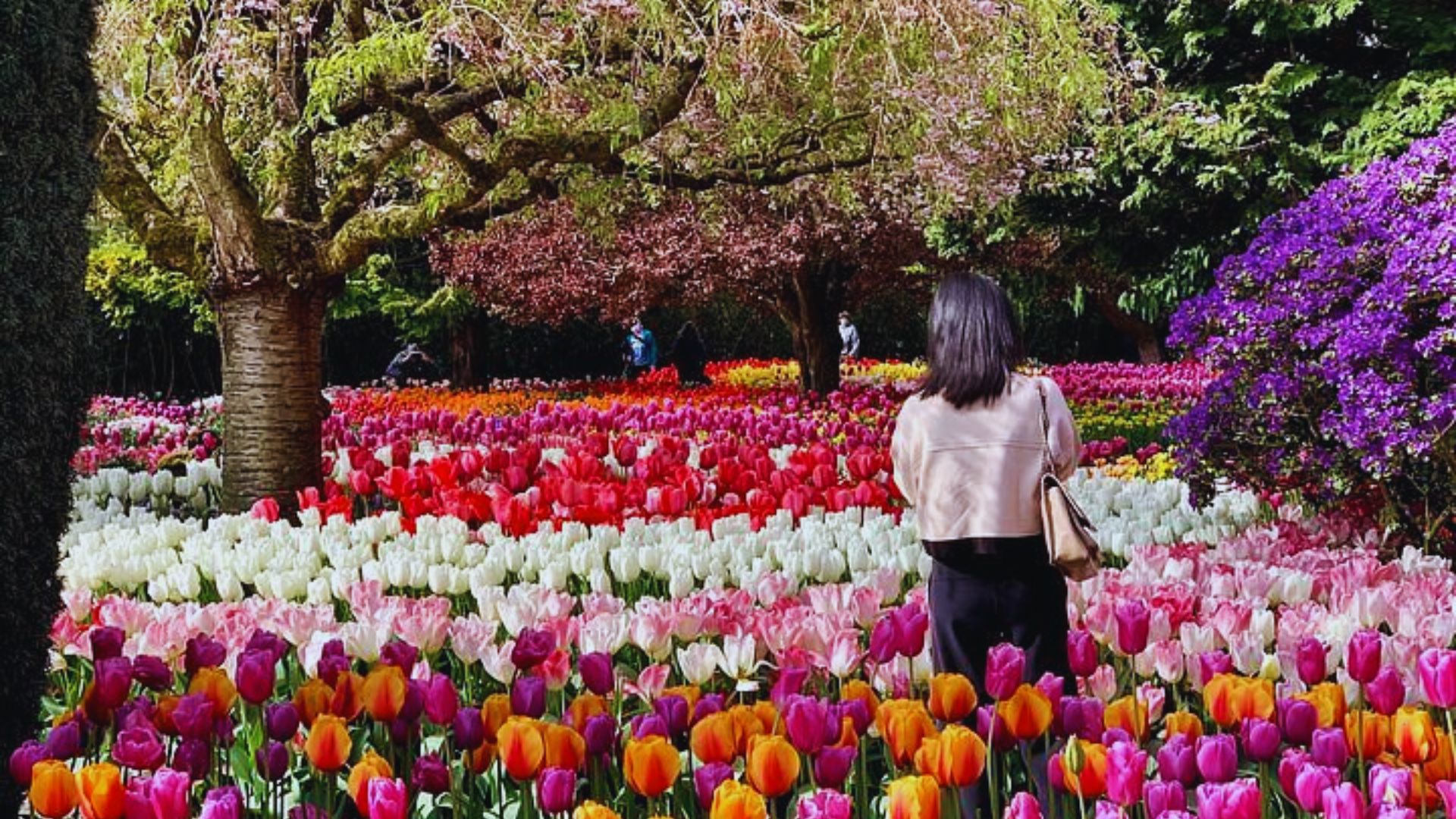 Visit the Skagit Valley Tulip Festival