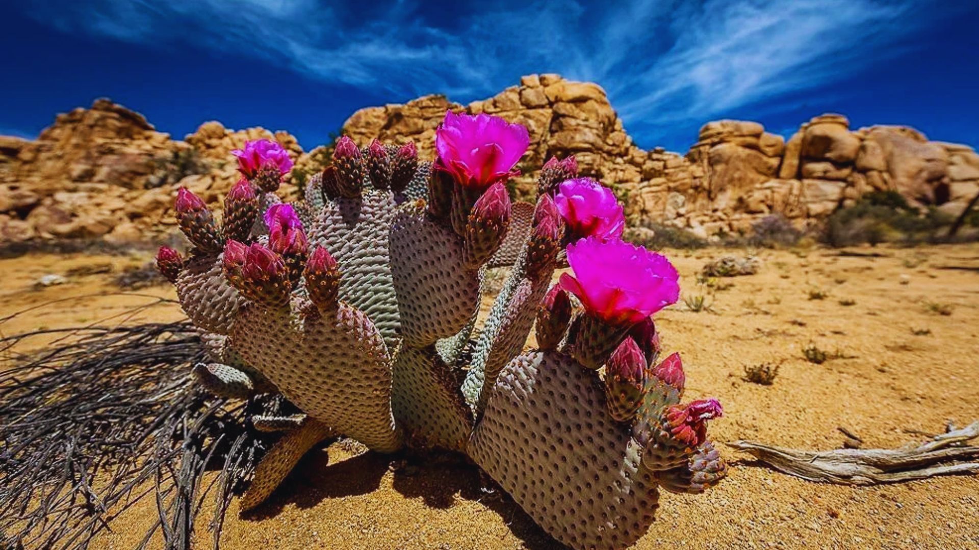 Enjoy Wildflowers in Bloom