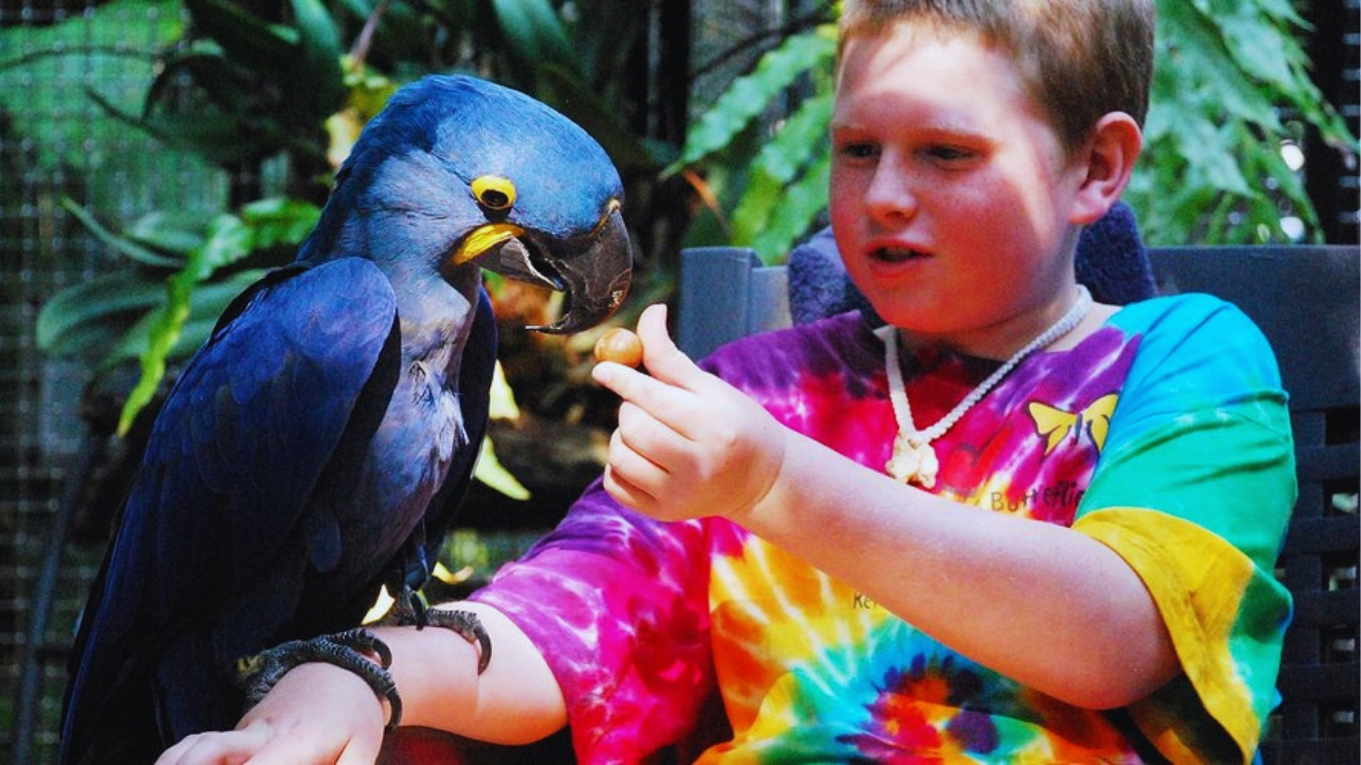 Young boy in tie-dye shirt feeds a large blue hyacinth macaw during Key West Butterfly and Nature Conservatory visit