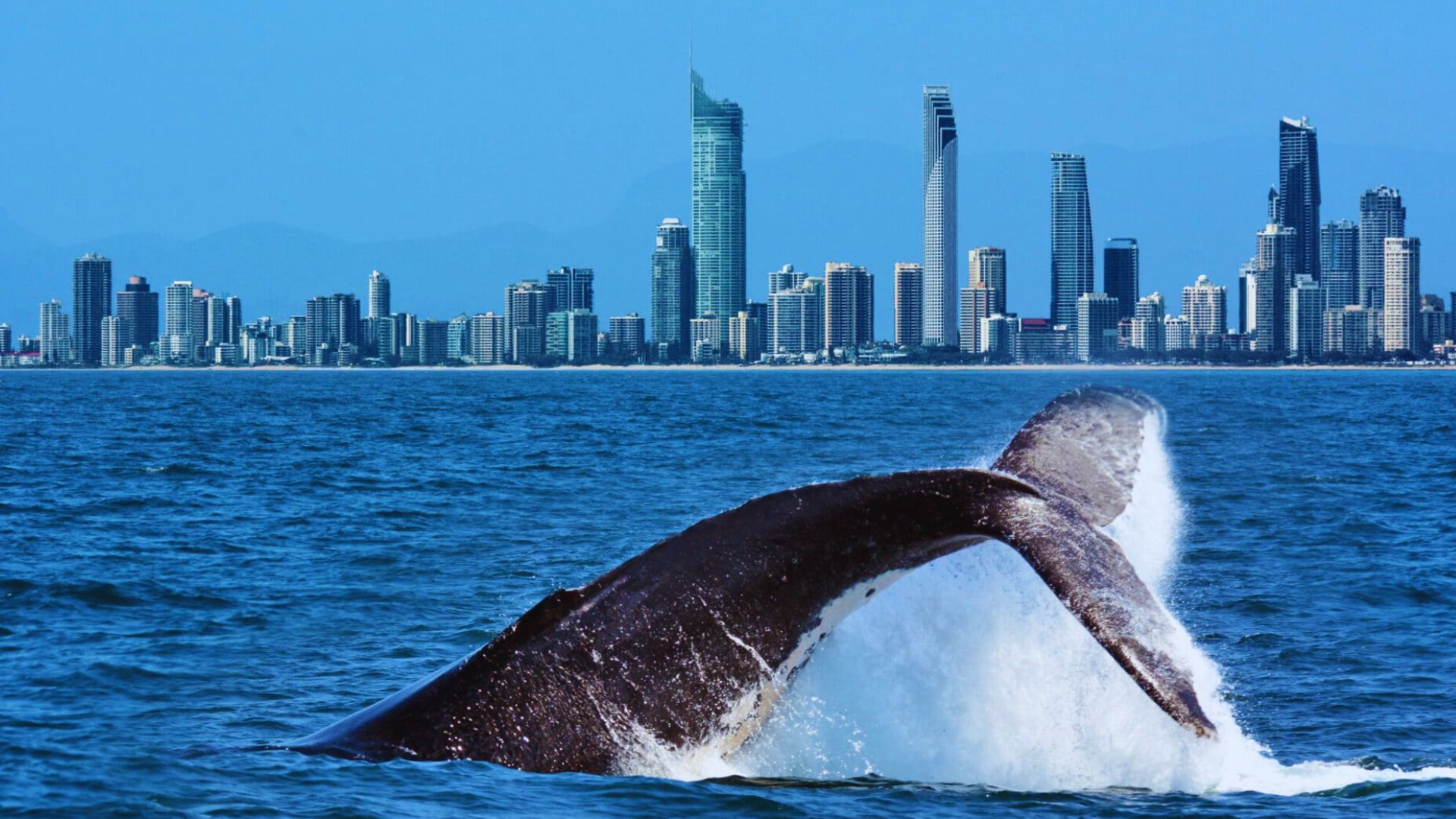 Go Whale Watching Near Anacortes, Washington