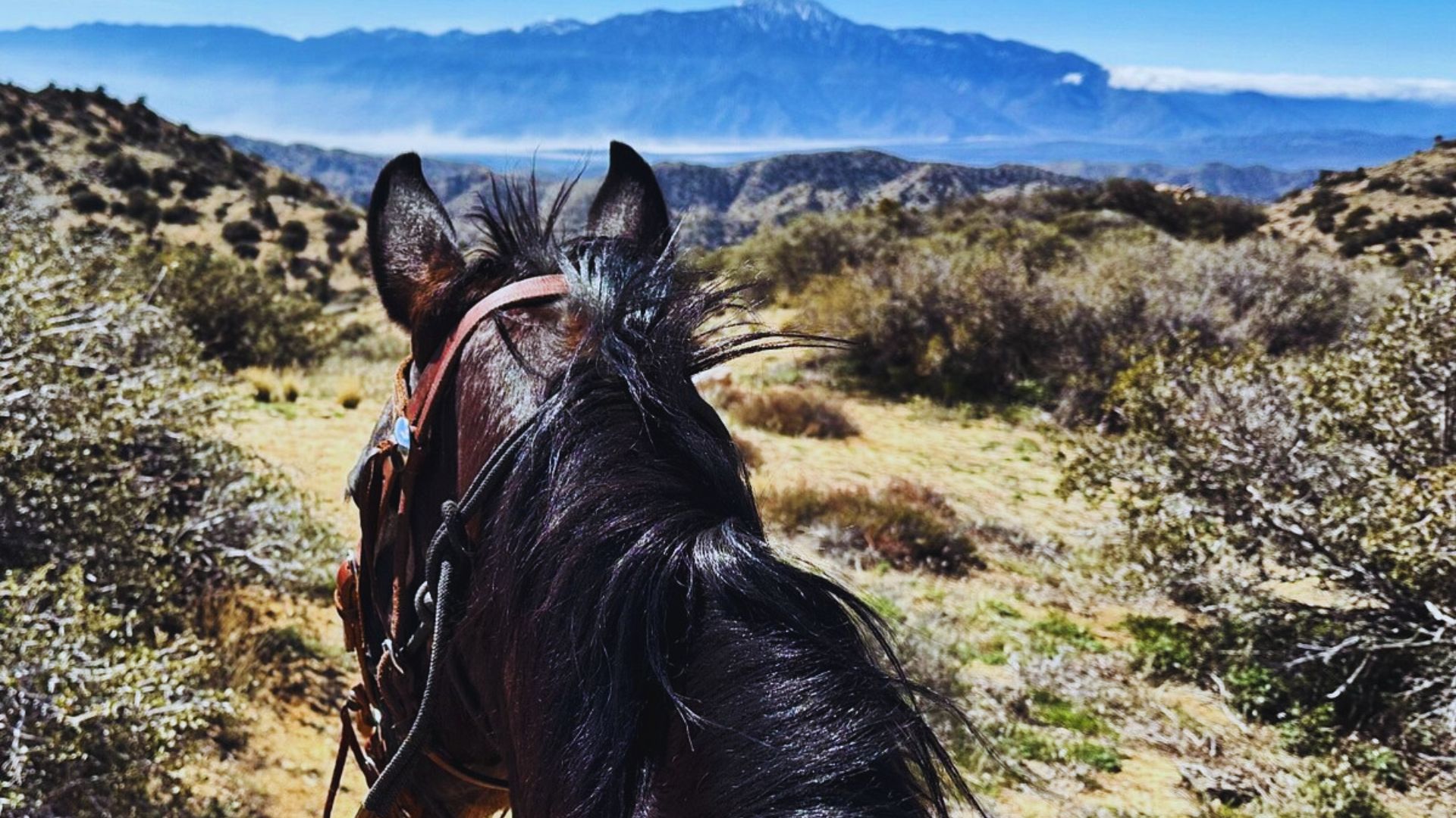 Go Horseback Riding